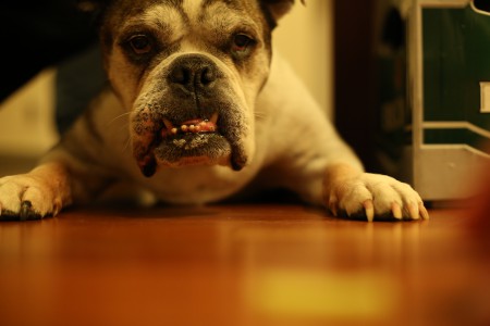 Bulldogge auf dem Boden - alter Hund