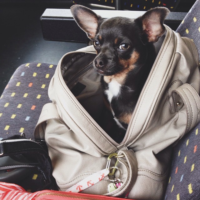 In der Reisetasche reist der Hund bei der Deutschen Bahn kostenlos