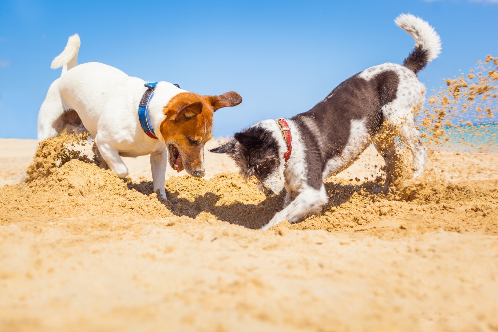Im Sand zu buddeln ist für viele Hunde das Größte. Das ist der Strandurlaub gleich nochmal so schön. 