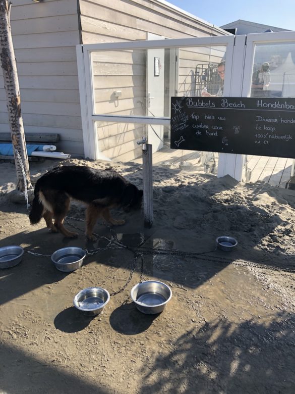 Bubbles Beach Trinkstelle für Hunde