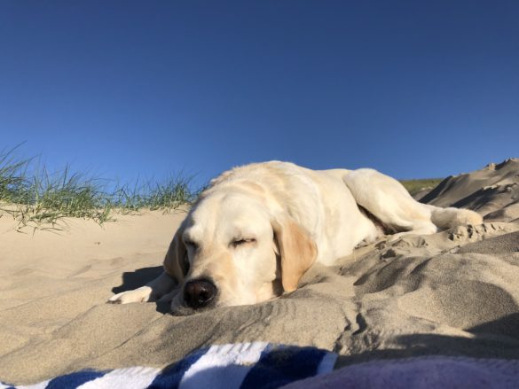 Weißer Labrador genießt die Sonne im Sand