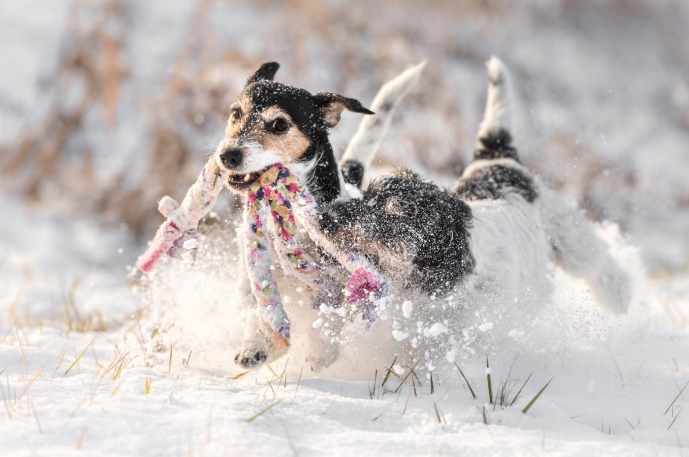 Hund spielt im spritzenden Schnee mit einem Band im Winterurlaub