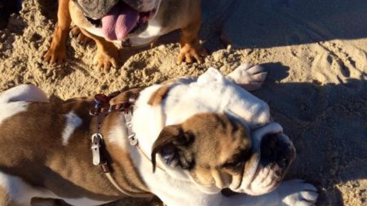 Zwei Bulldoggen beim Mantrailing im Sand