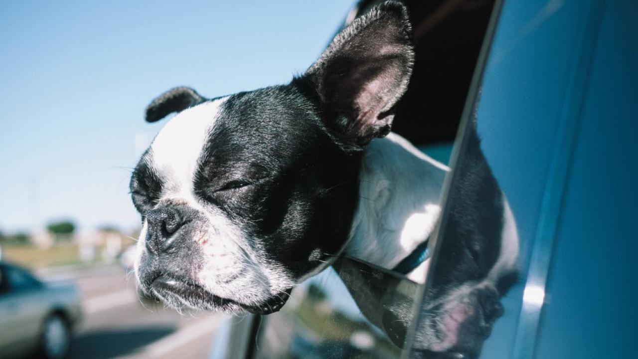 Franzöische Bulldogge im Auto auf dem Weg in den Urlaub