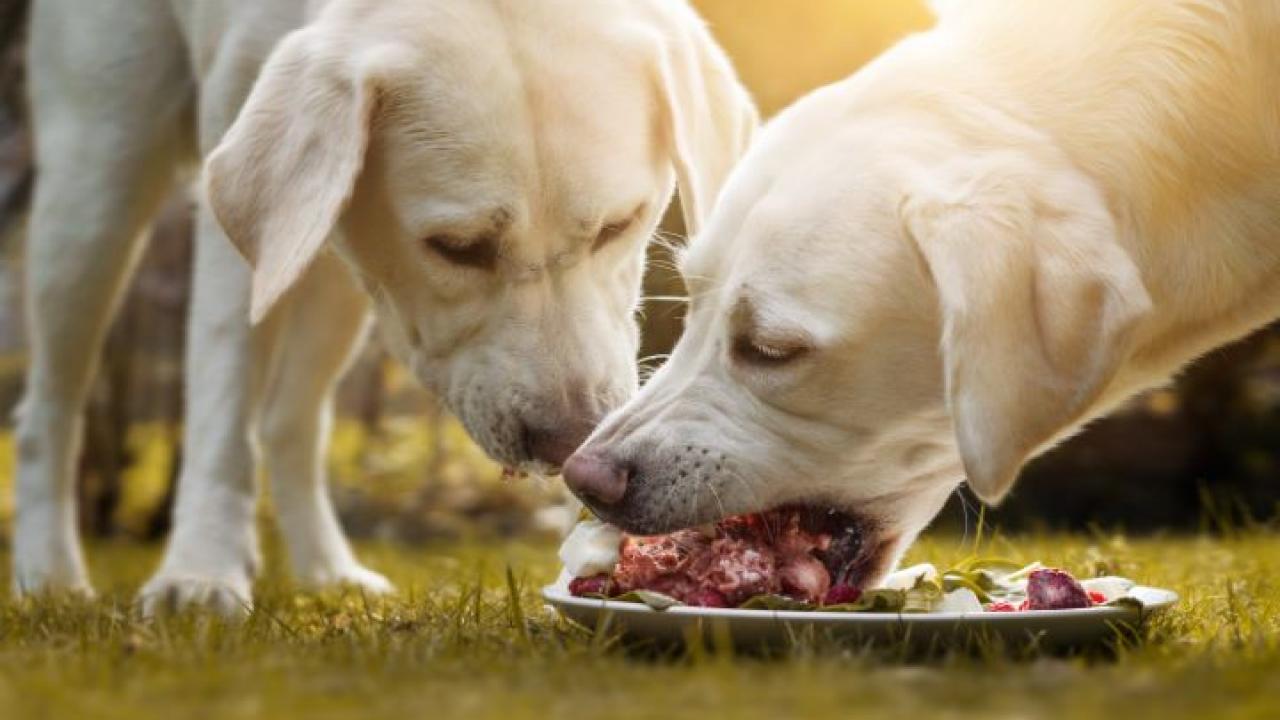 Hunde fressen Fleisch - BARF Fleisch