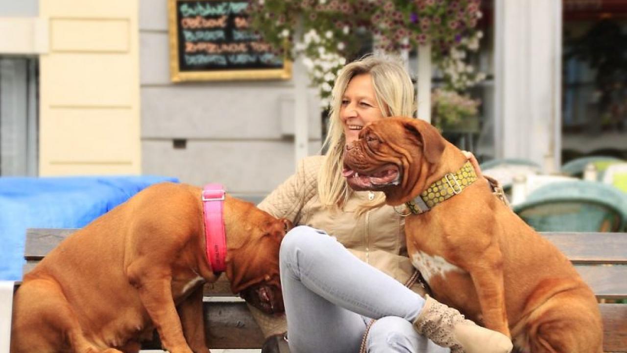 Glückliche Bordeaux Doggen im Urlaub mit Hund