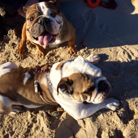 2 Bulldoggen am Strand