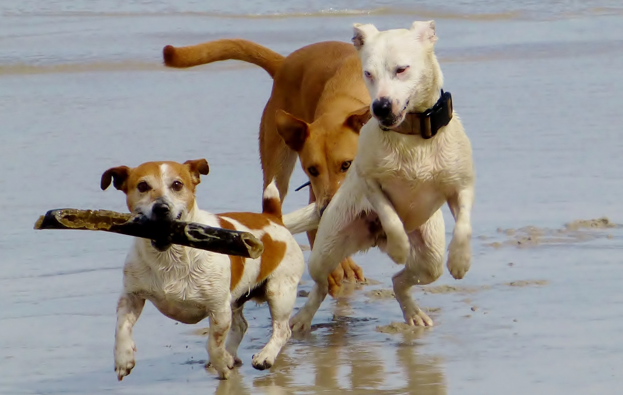 Mehrere Hunde spielen am Strand mit Stöcken