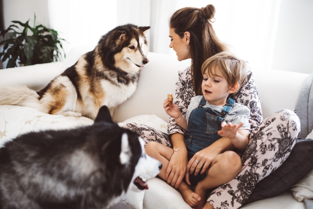 Leben mit dem Hund Regeln und Rituale vawidoo