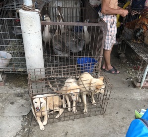 Tierschutz - Hund in kleinen Käfigen