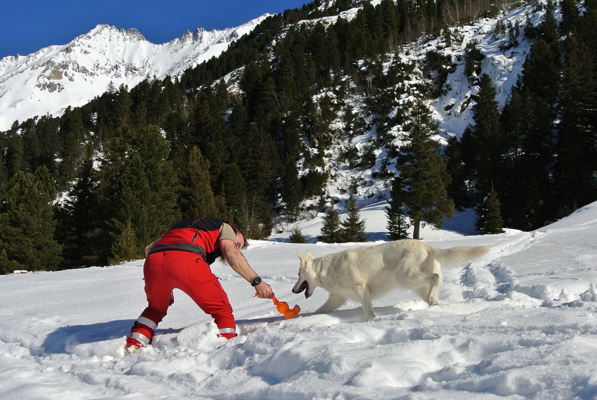 Rettungshund sucht nach Verletzten im Schnee