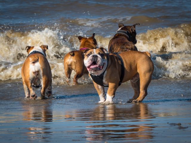 Bulldoggen am Strand geniessen ihren Urlaub im Rudel