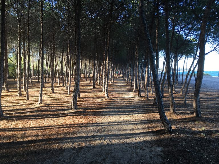 Spaziergang mit Hund im Pinienwald auf Sardinien 