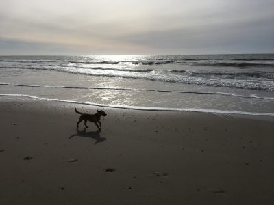 Hund am Strand in Hvide Sande