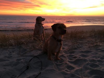 zwei Hunde im Sonnenuntergang am Strand in Norwegen