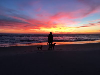 Urlaub mit Hund in Dänemark - Hvide Sande