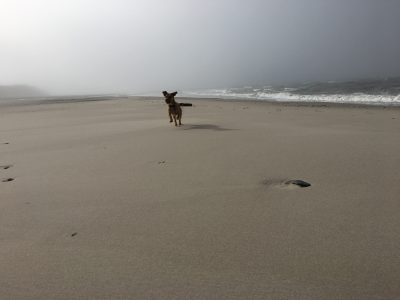 Freude über den Urlaub am Strand in Dänemark auch beim Hund