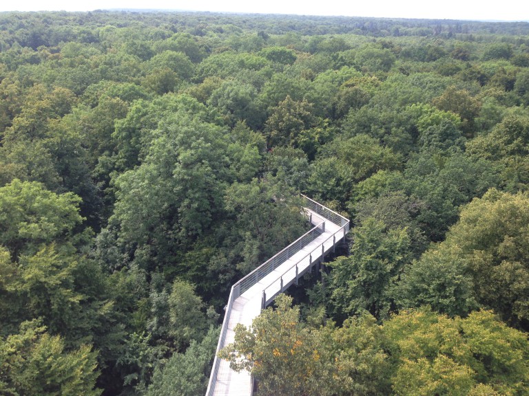 Luftbild vom Baumkronenpfad in Hainich/Thüringen