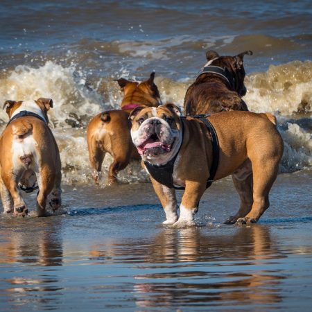 Vier Bulldoggen am Strand geniessen ihren Urlaub im Rudel