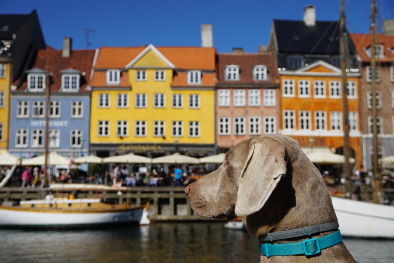 Weimaraner vor Häuserfront Dänemark - Glücklich sind auch die Hunde