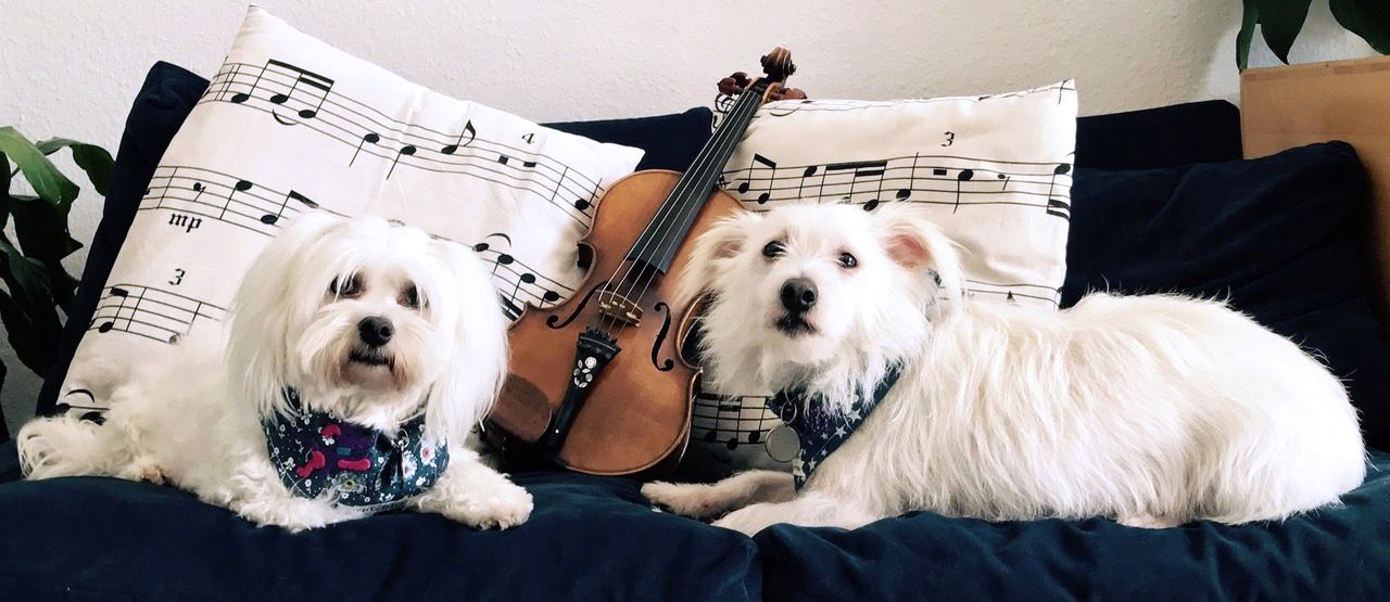 Traumberuf Musiklehrerin mit Hunden vawidoo