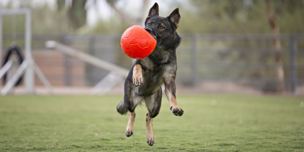 Deutscher Schäferhund spielt mit einem Jolly Soccer Ball