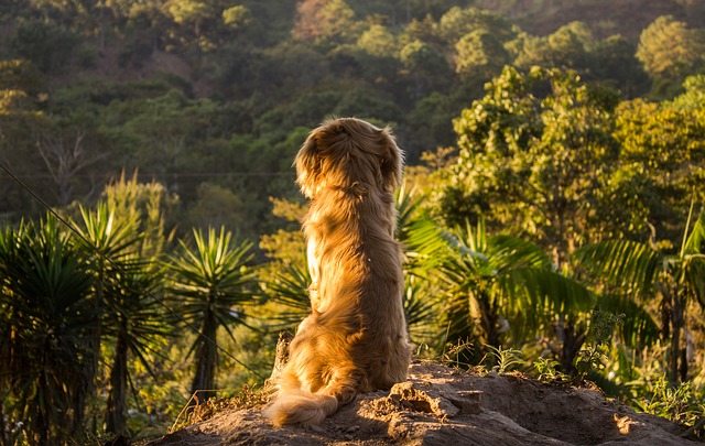 7 Tipps zur Vorbeugung und Behandlung von Reisekrankheit bei Hunden