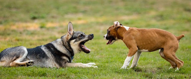 Spielende Hunde im Park im Urlaub für Mehrhundehalter