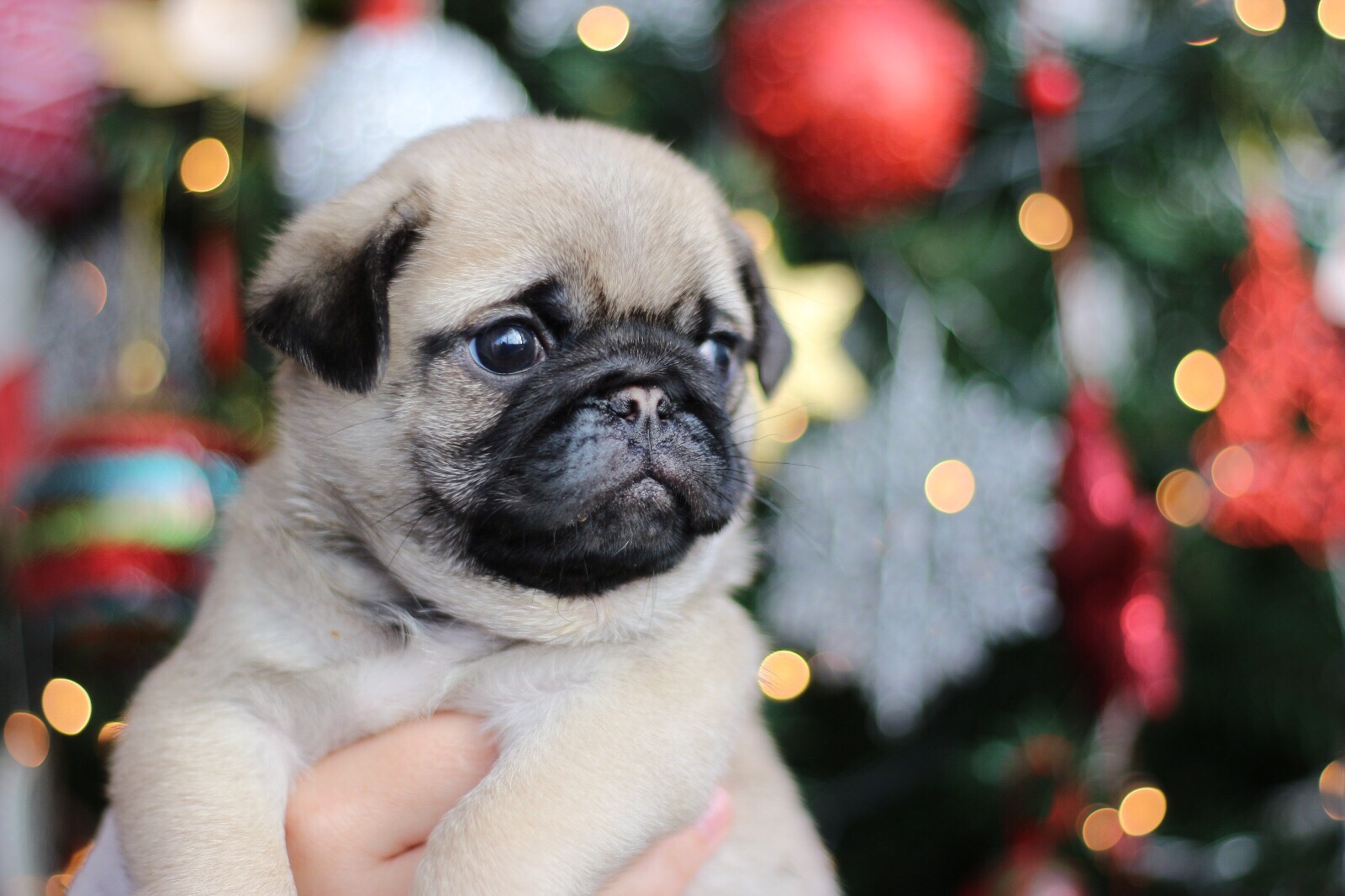 Ein Hund ist kein Weihnachtsgeschenk! vawidoo