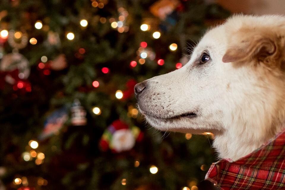 Mit diesen 5 Tipps gelingt Dir ein besinnliches und sicheres Weihnachten, mit Deinem Hund