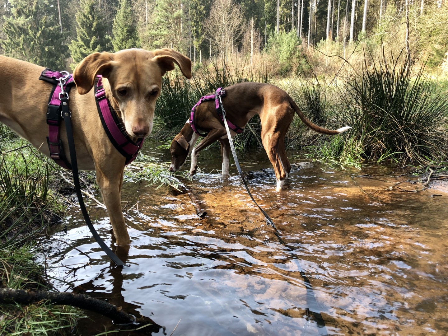 Erfrischung für die Hunde im Naturpark Pfälzer Wald