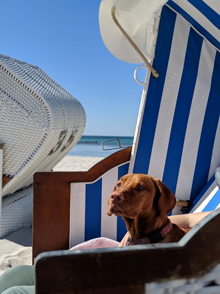 Einfach nur die Sonne geniessen - Hund im Strandkorb