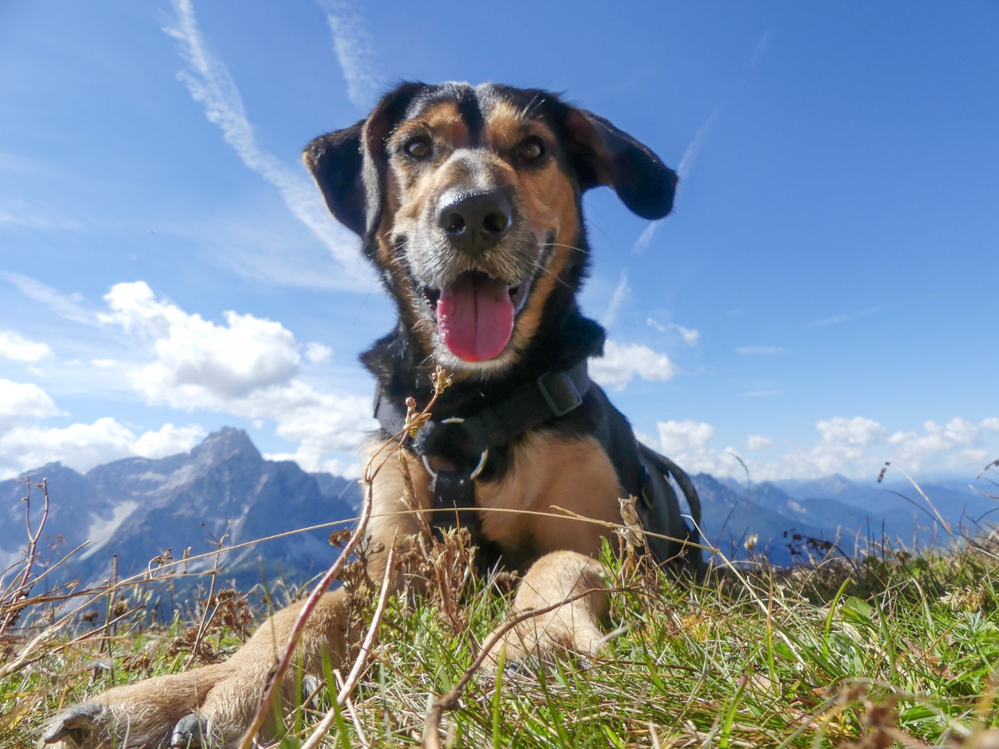 Glücklicher Hund im Urlaub in Südtirol