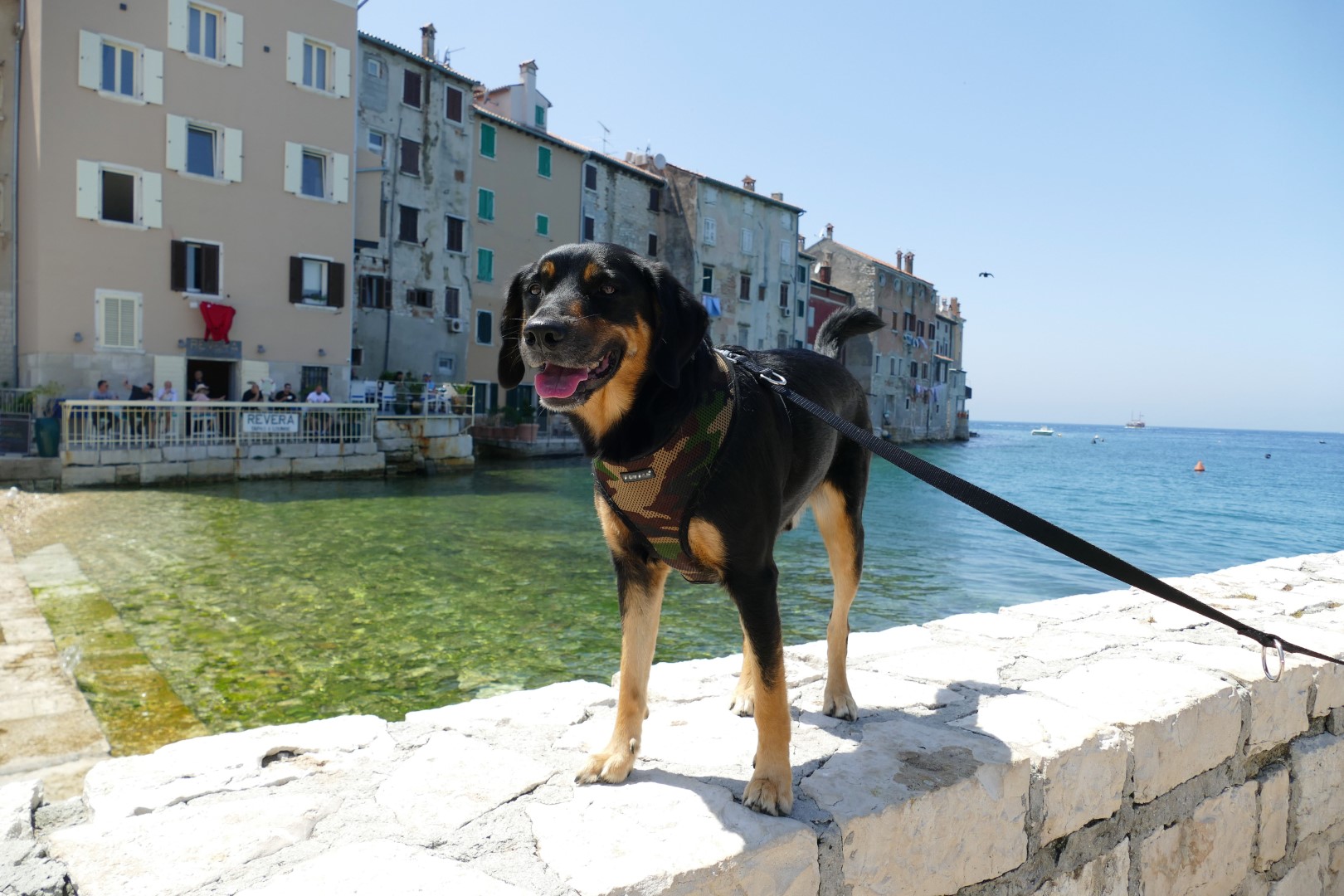 Hund Ben in in der schönen Stadt Rovinj