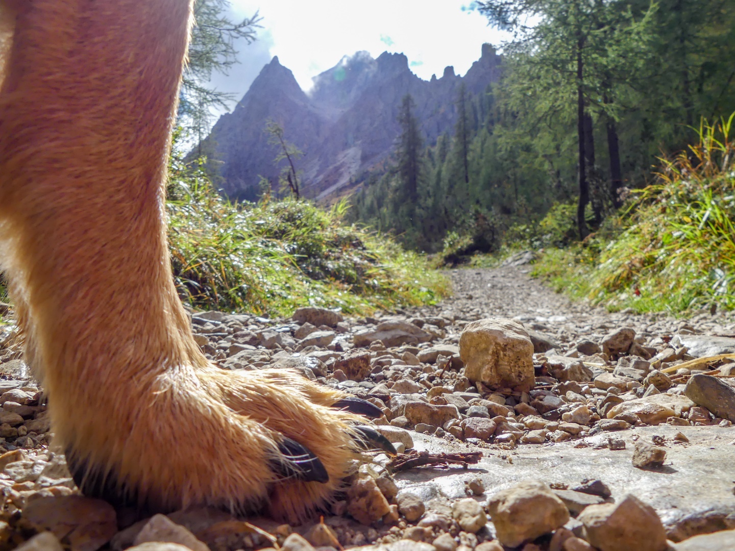 Wandern mit Hund Südtirol