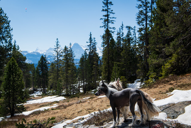 Urlaub mit mehreren Hunden in der Schweiz - Alpenblick