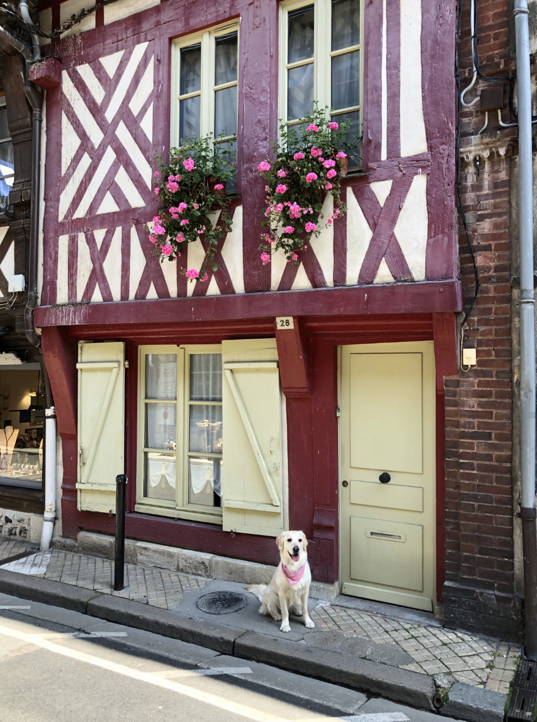 Schönen Hausfassaden in Honfleur im Urlaub mit mehreren Hunden in Frankreich