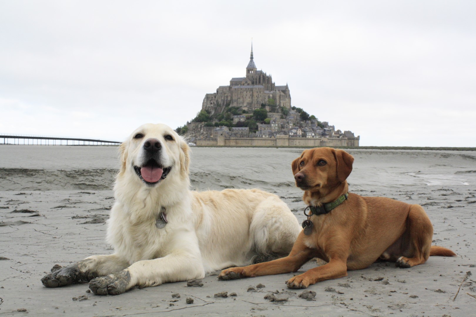 UNESCO-Weltkulturerbe: Le Mont Saint Michel mit zwei Hunden