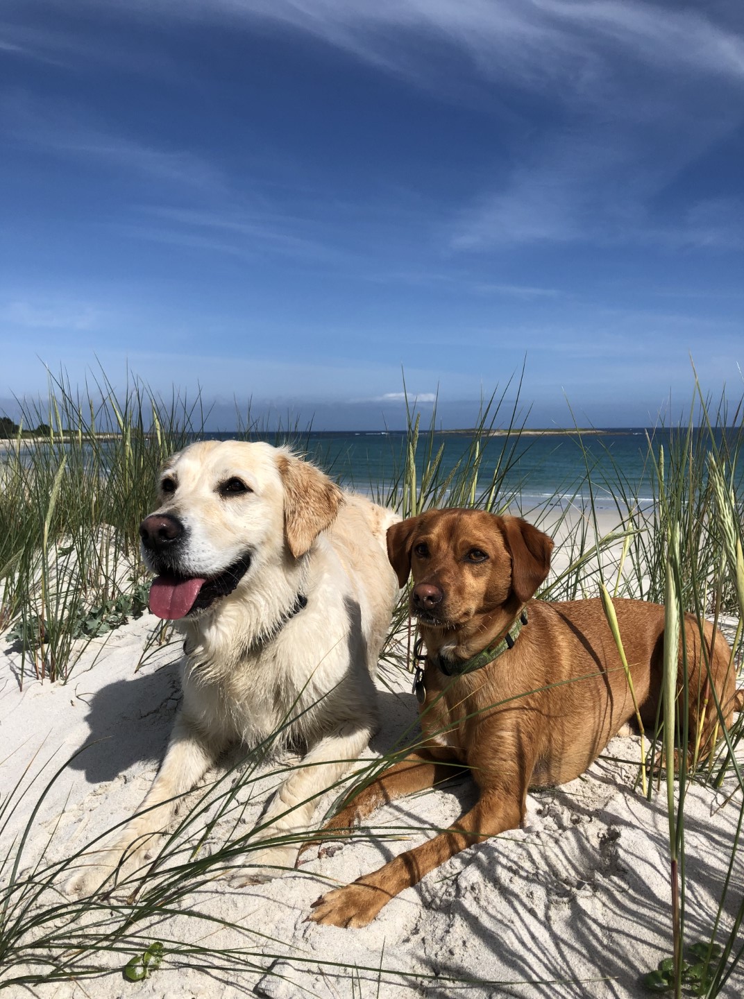 Urlaub mit mehreren Hunden am Strand in der Bretagne