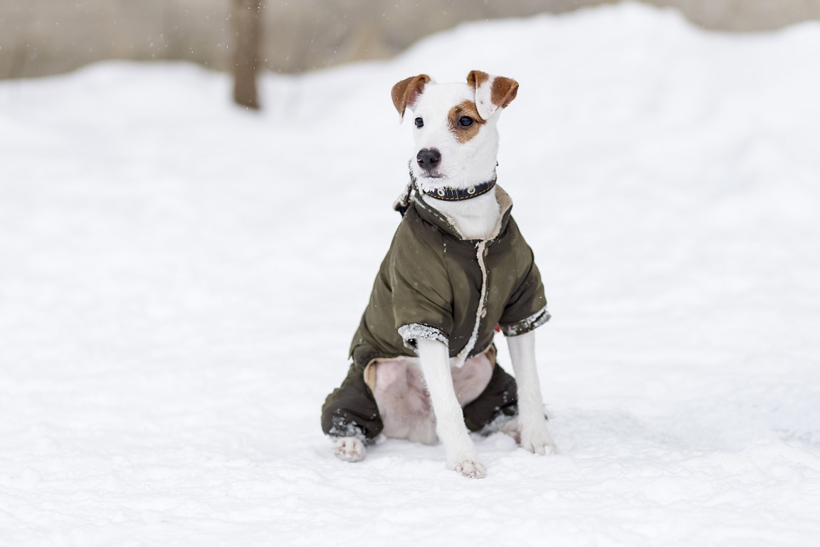 Jack Russell sitzt im Schnee - Winterurlaub mit Hund