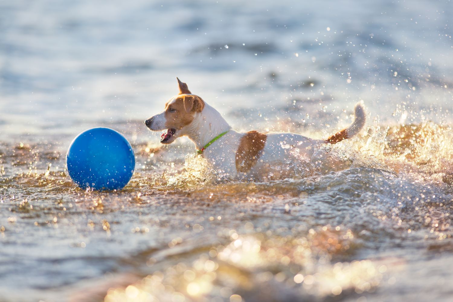 Badeurlaub mit Hund vawidoo