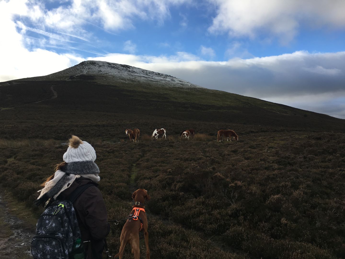 Sugarloaf Mountain mit freilaufenden Schafen und neugierigen Wildpferden