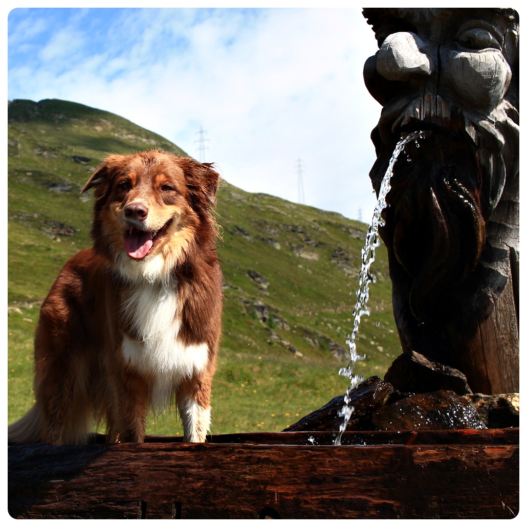Hund am Brunnen
