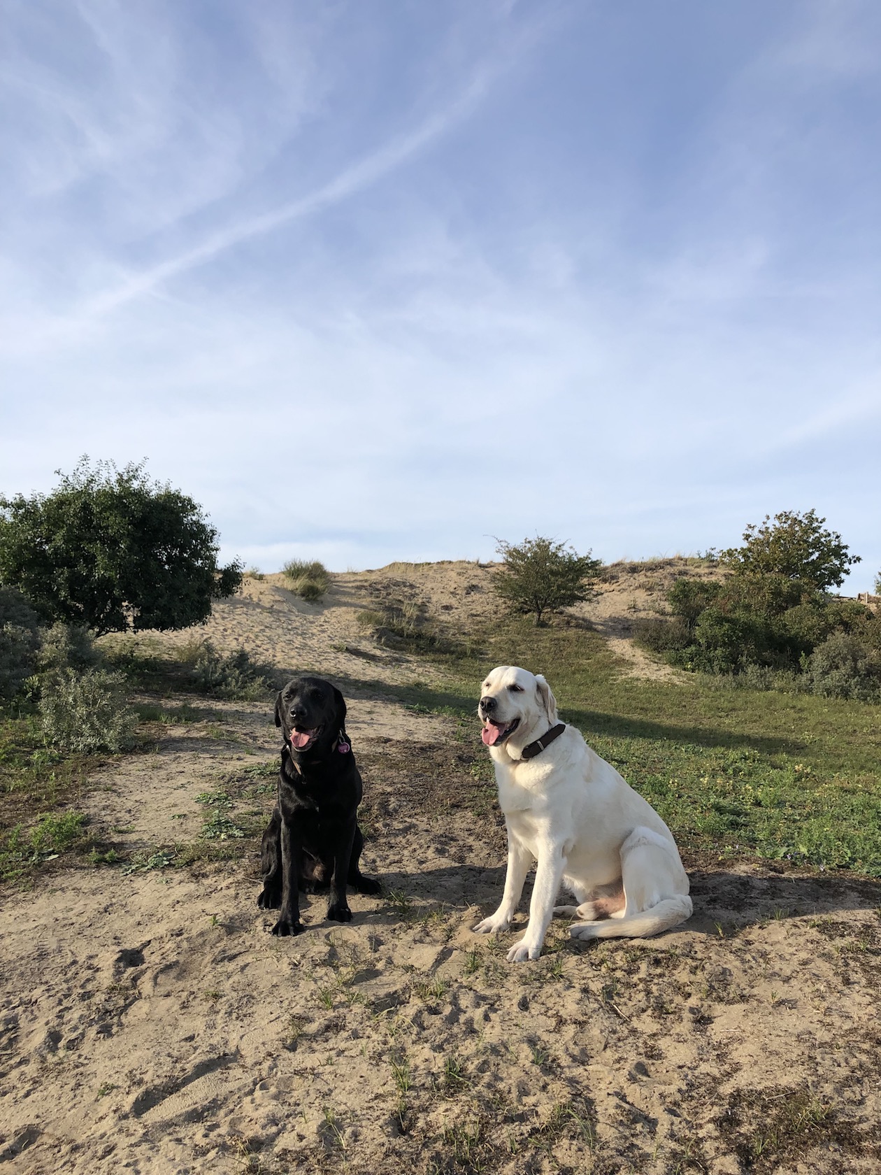 Zwei Labradore im Nationalpartk Zuid-Kenemerland