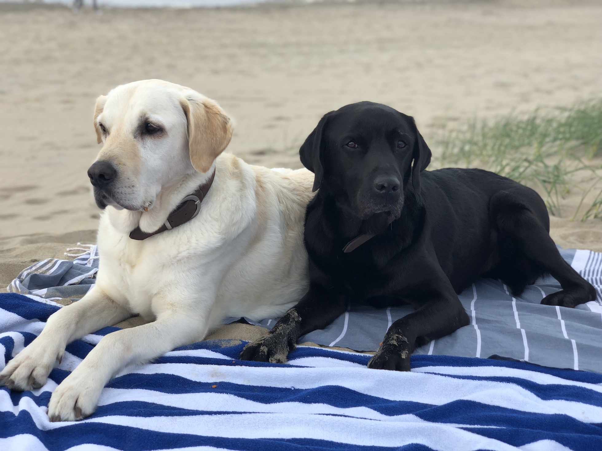 Weißer und schwarzer Labrador am Strand