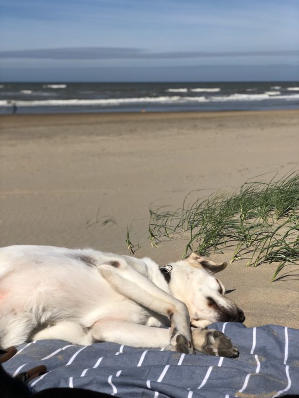 Weißer Labrador schläft am Strand
