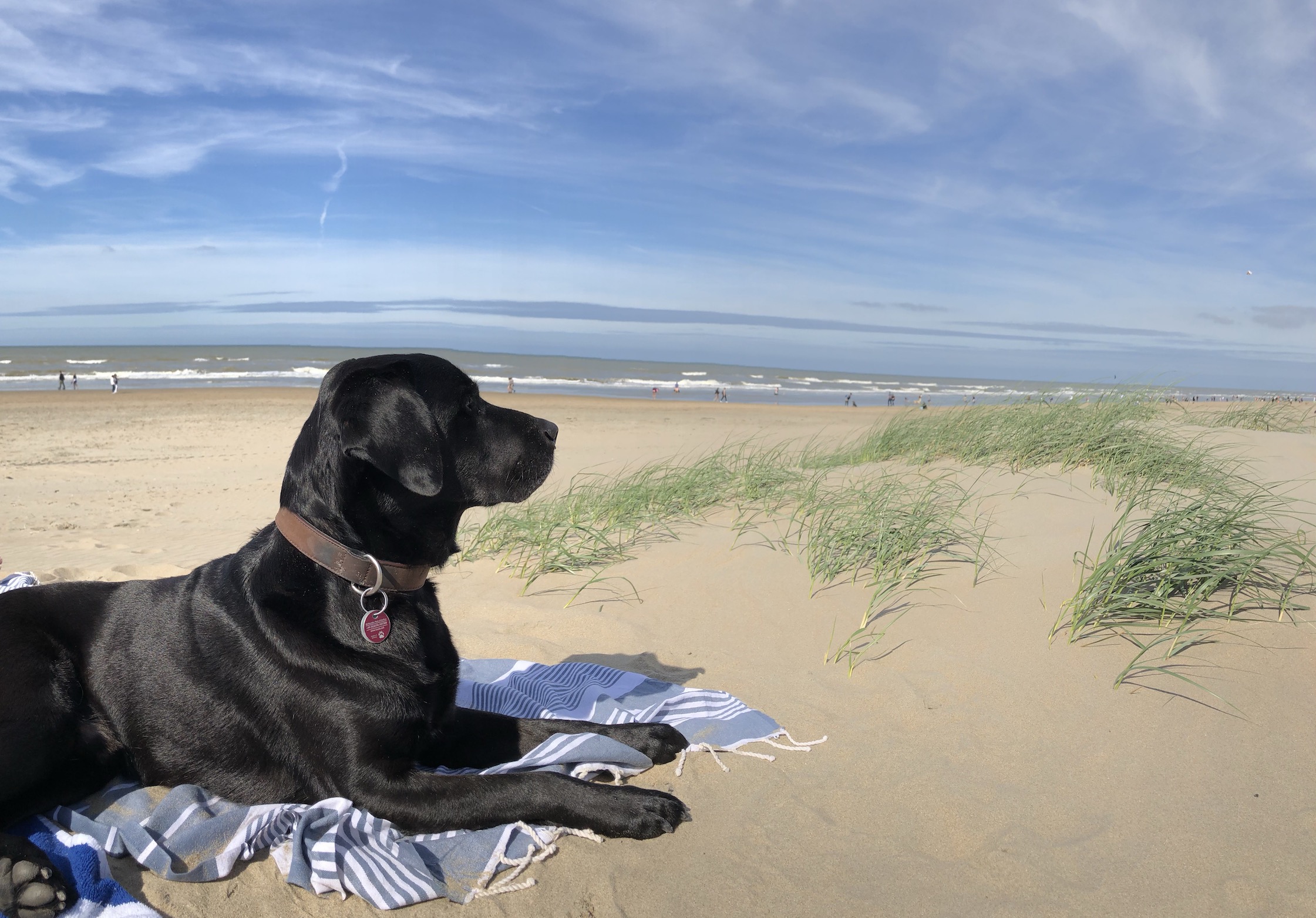 Schwarzer Labrador am Strand