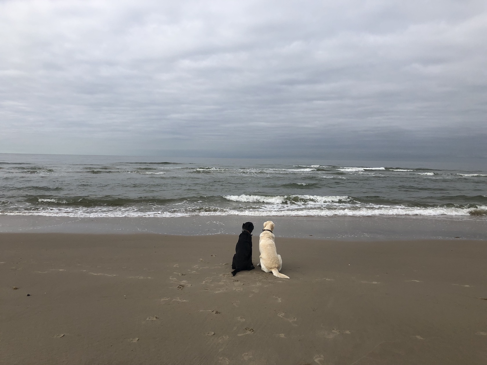 Zwei Labradore am Meer