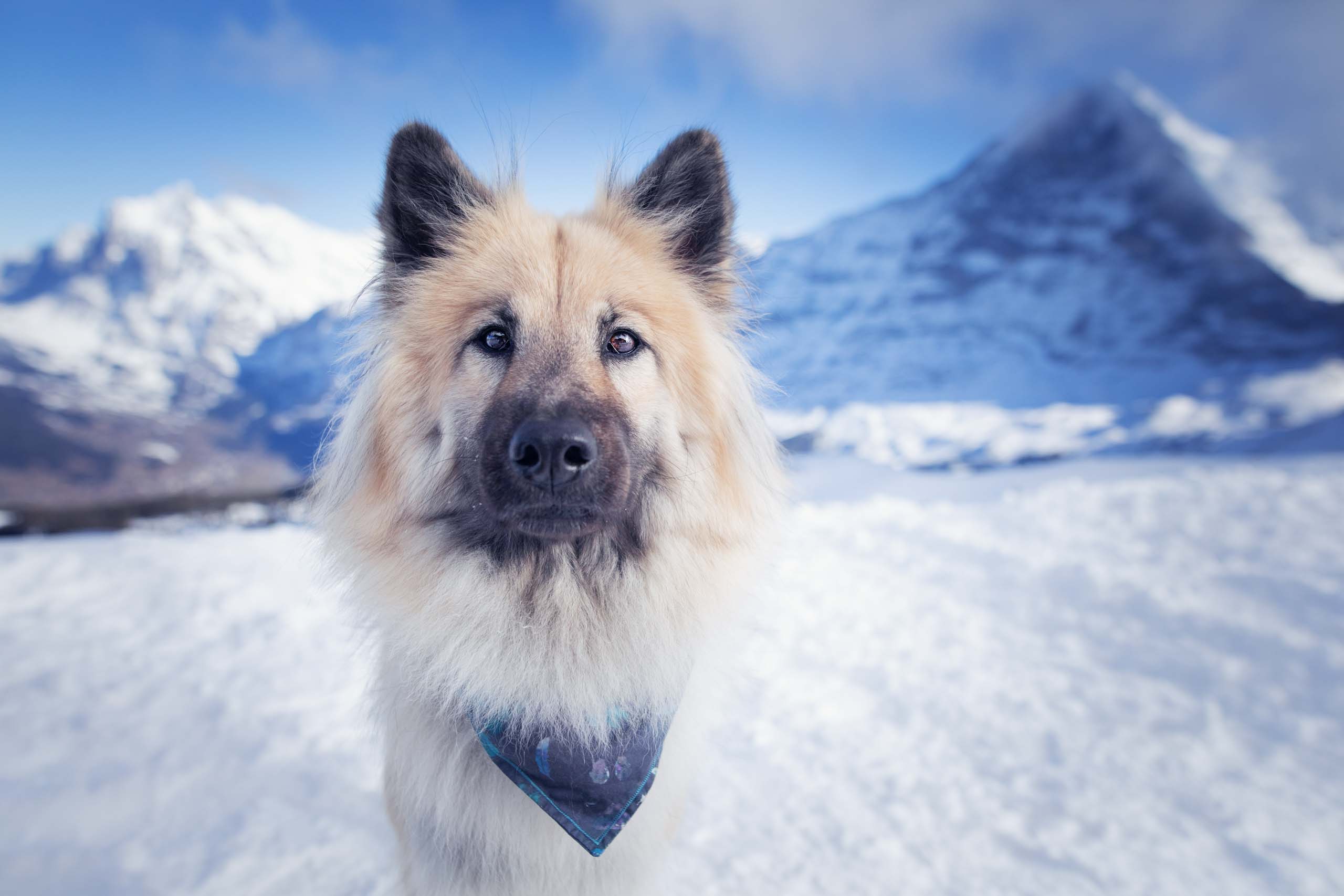 Eurasier Annie im Schnee in Grindelwald