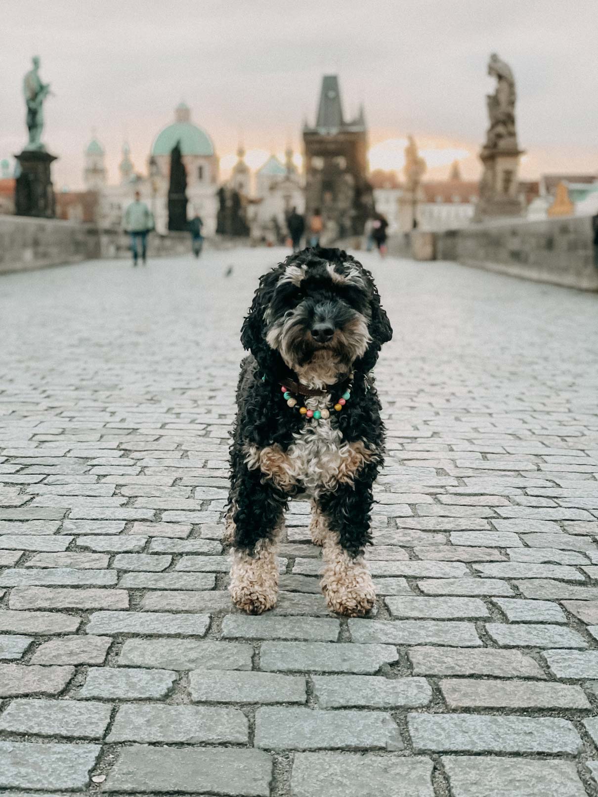 Theo auf der Karlsbrücke in Prag
